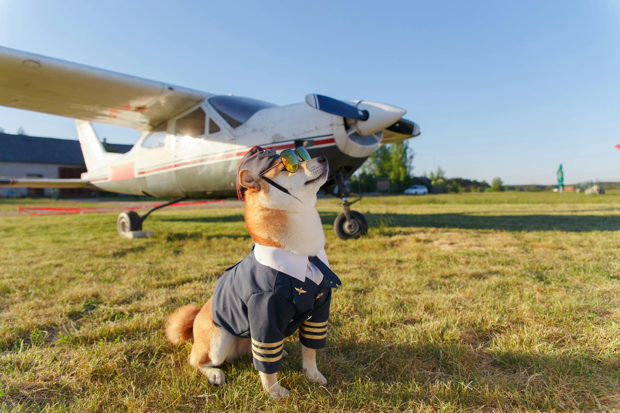Aegean Airlines' Cat-astrophe; Loses Cats in Transit